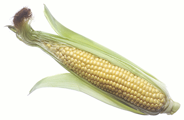 Corn - food or fuel?