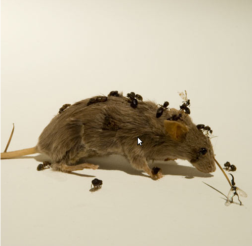 aprizecatch-doormouse aprizecatch-doormouse