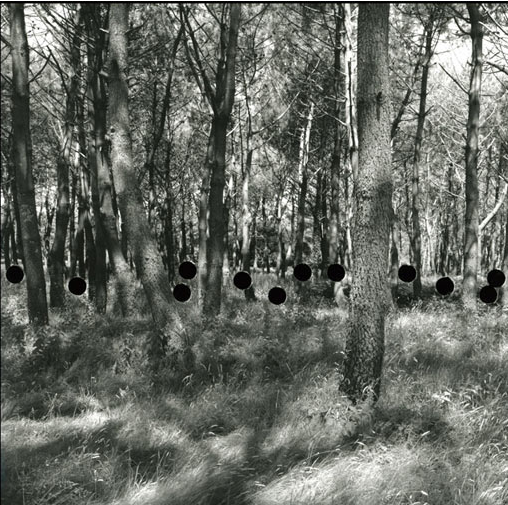 forest forest